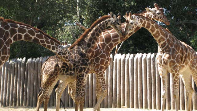 Sacramento Zoo Sacramento Ca Roadtrippers