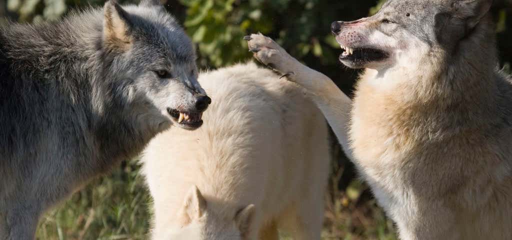Photo of Seacrest Wolf Preserve