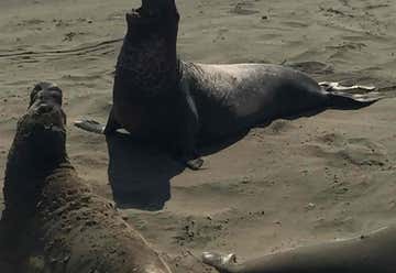 Photo of Elephant Seal Rookery