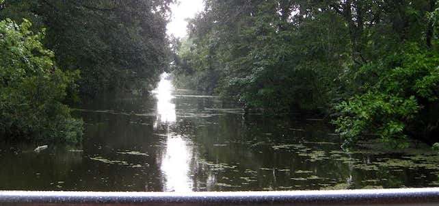 Photo of Jean Lafitte Swamp Tours