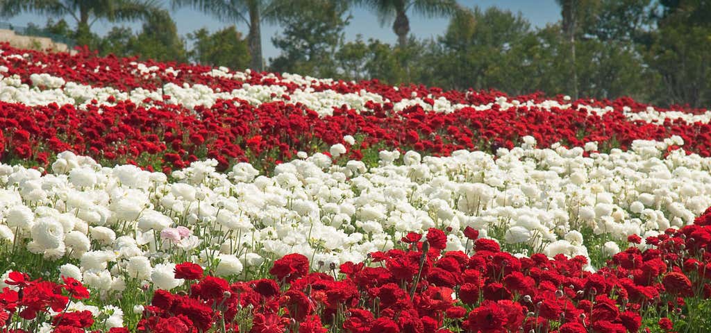 Photo of Flower Fields at Carlsbad Ranch
