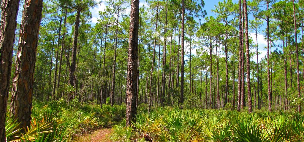 Photo of Goethe State Forest