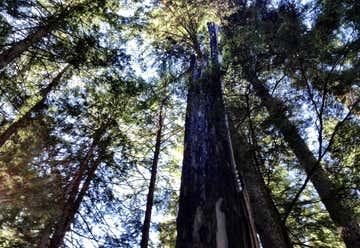 Photo of Ross Creek Giant Cedars