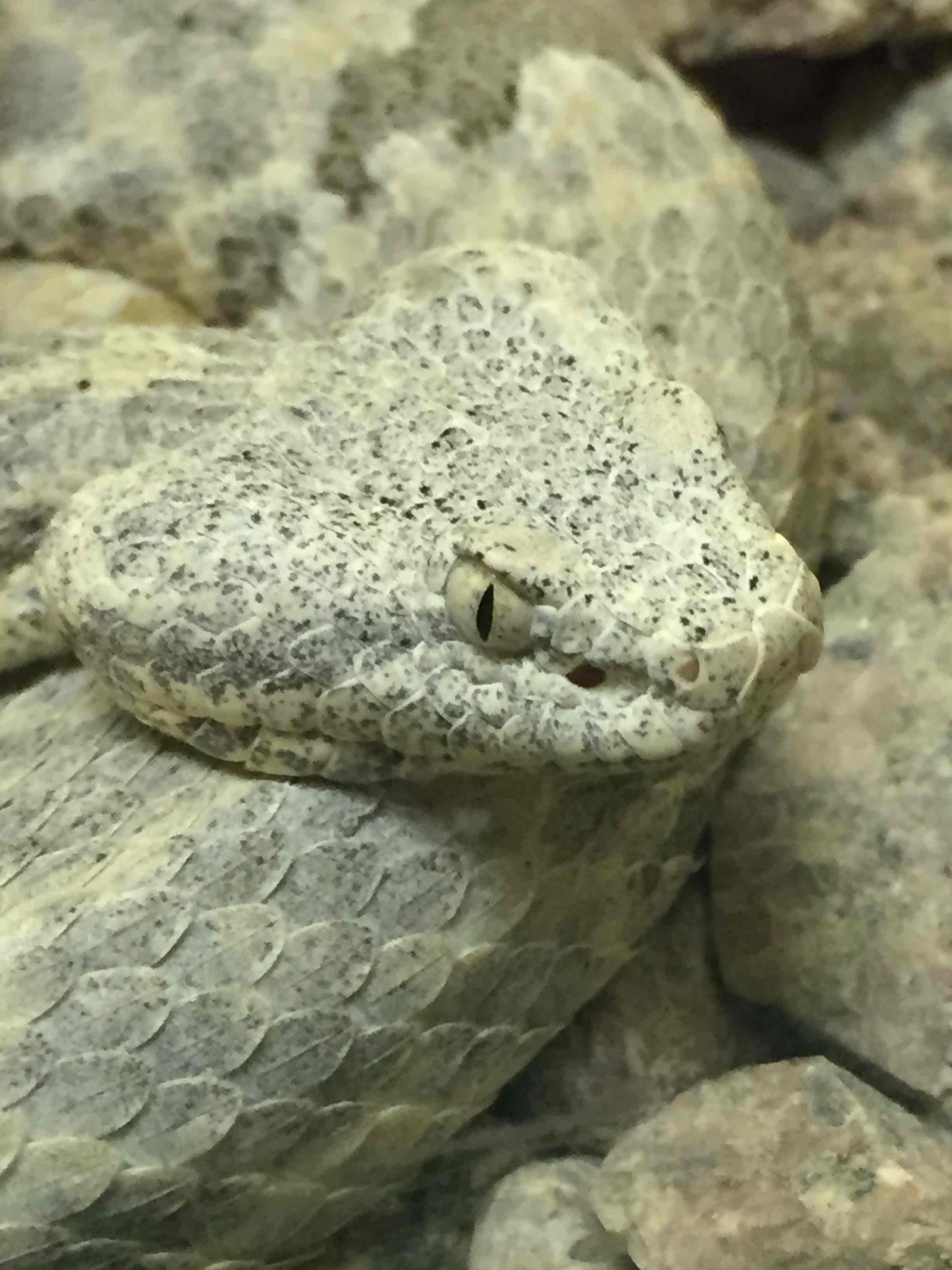 American International Rattlesnake Museum, Albuquerque | Roadtrippers