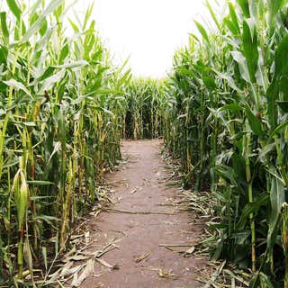 Fun Acres Corn Maze and Family Fun Time