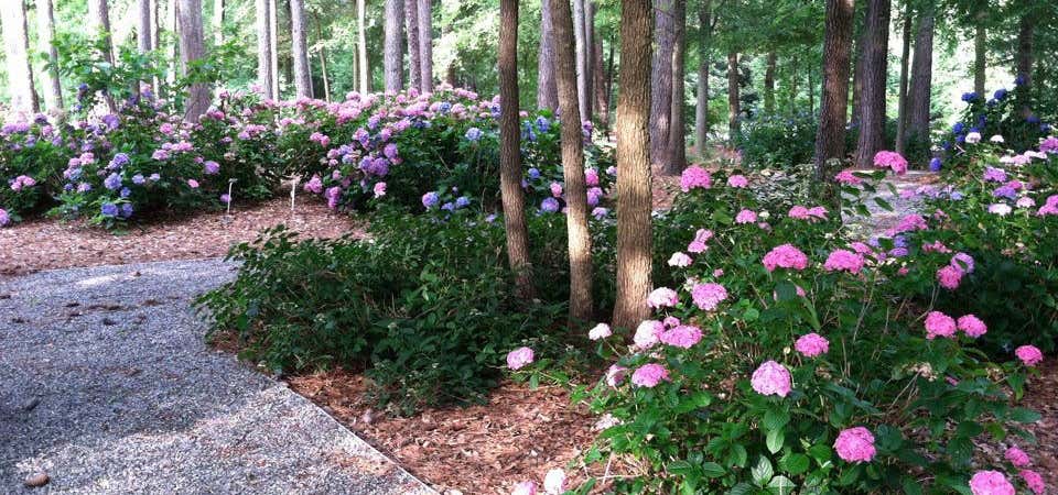 Photo of The South Carolina Botanical Garden