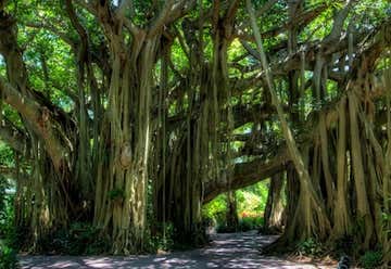 Photo of The Banyan Tree at Cypress Gardens