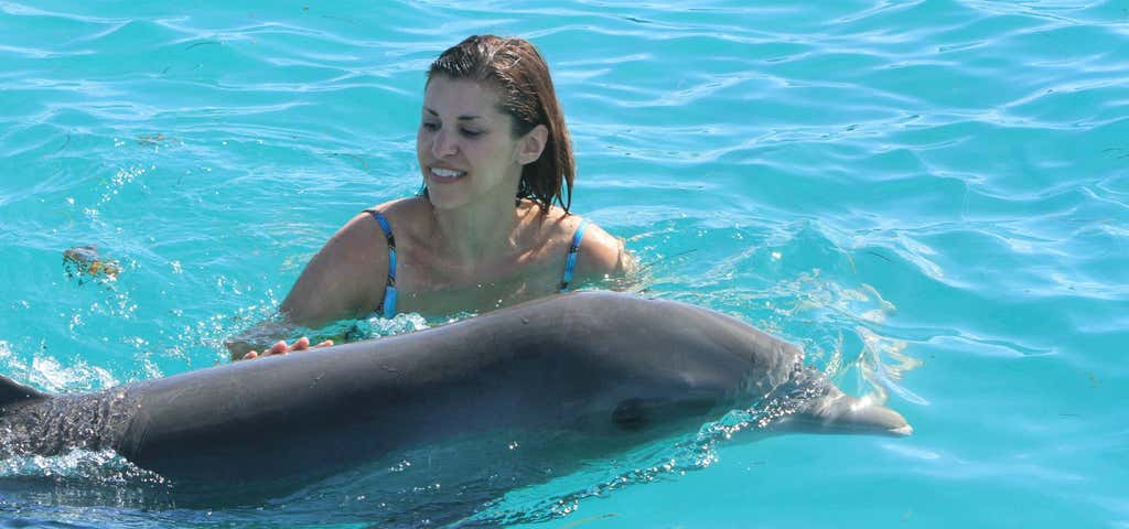Photo of Dolphin Swim Tours