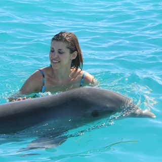 Dolphin Swim Tours