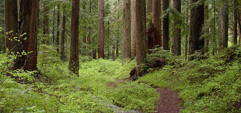 Photo of Unity Forest State Scenic Corridor