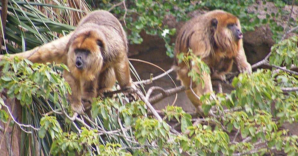 Santa Ana Zoo, Santa Ana Roadtrippers