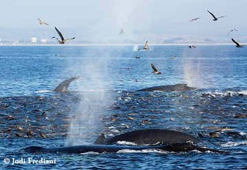Photo of Monterey Bay Whale Watch