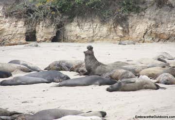 Photo of Año Nuevo State Park