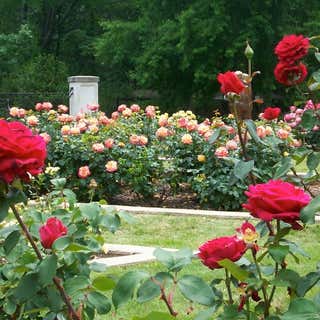 Dunn Rose Garden