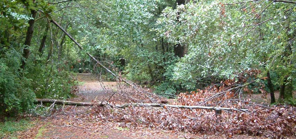 Photo of Little Redwood Campground