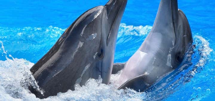 Photo of Dolphin World