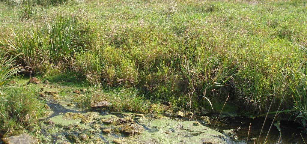 Photo of Sedge Meadow