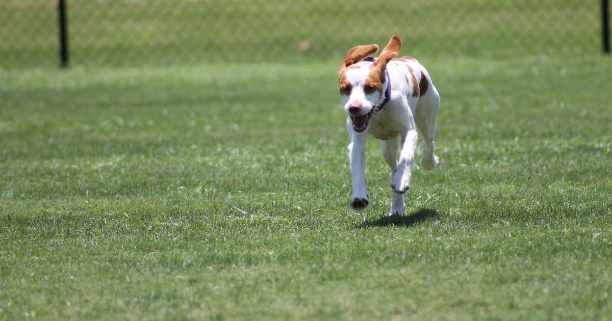 Finding a Dog Park Destin FL Locals Actually Use (and Why Most Tourists Miss Out)