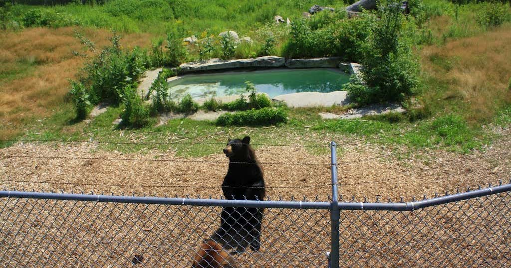 Maine Wildlife Park, Gray Roadtrippers