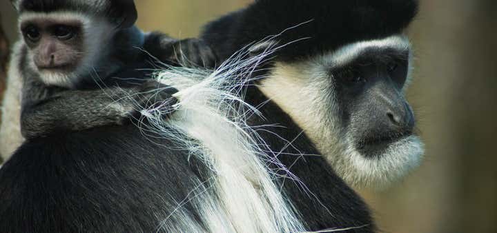 Niabi Zoo, Coal Valley | Roadtrippers