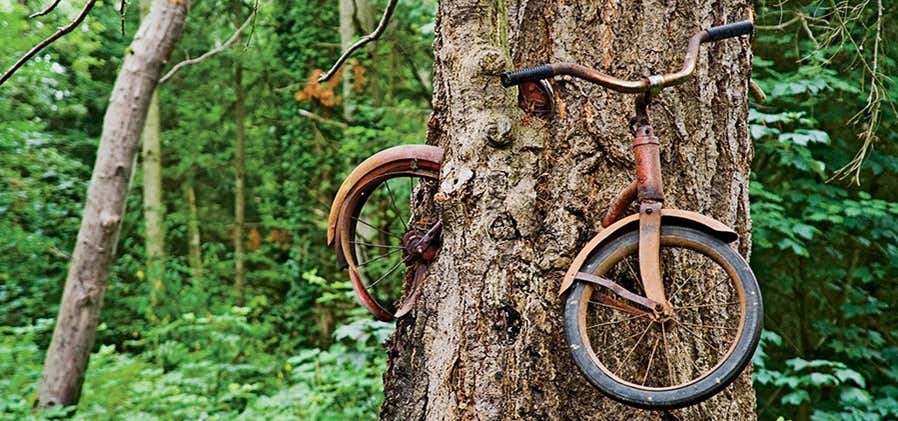 Photo of Bicycle Swallowed by a Tree