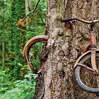 Bicycle Swallowed by a Tree
