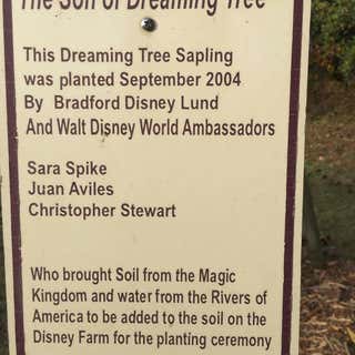 Walt's Dreaming Tree And Barn