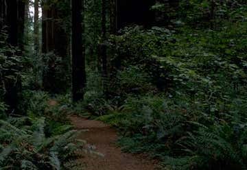 Photo of Oregon Redwoods Trail - Hiking