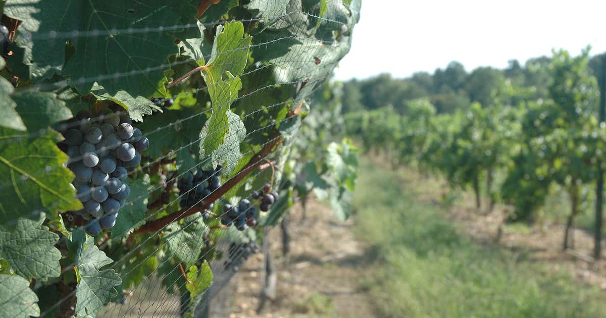 Grinder's Switch Winery, Centerville Roadtrippers