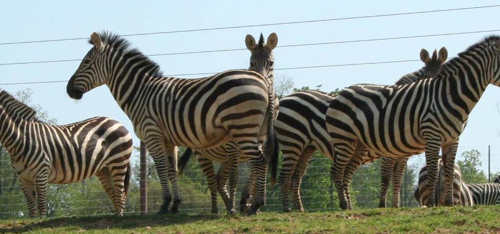 Photo of Lazy L Safari Park