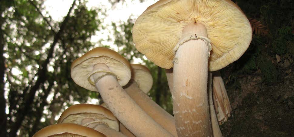Photo of The Humongous Fungus