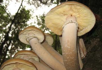 Photo of The Humongous Fungus