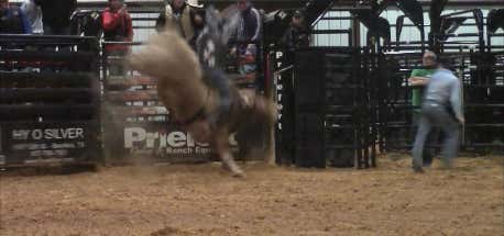 bull for pool