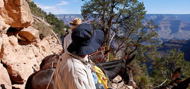 Photo of Mule Rides Grand Canyon