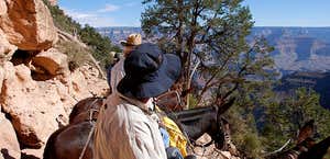 Mule Rides Grand Canyon