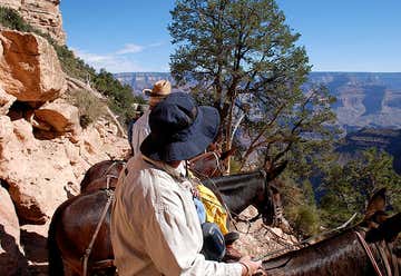 Photo of Mule Rides Grand Canyon