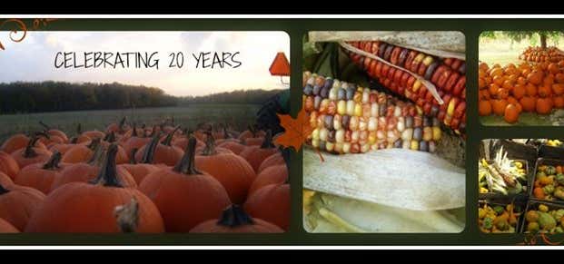 Photo of Harvest Time Pumpkins