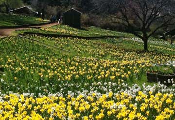 Photo of Daffodil Hill