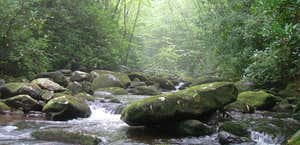 Cherokee National Forest
