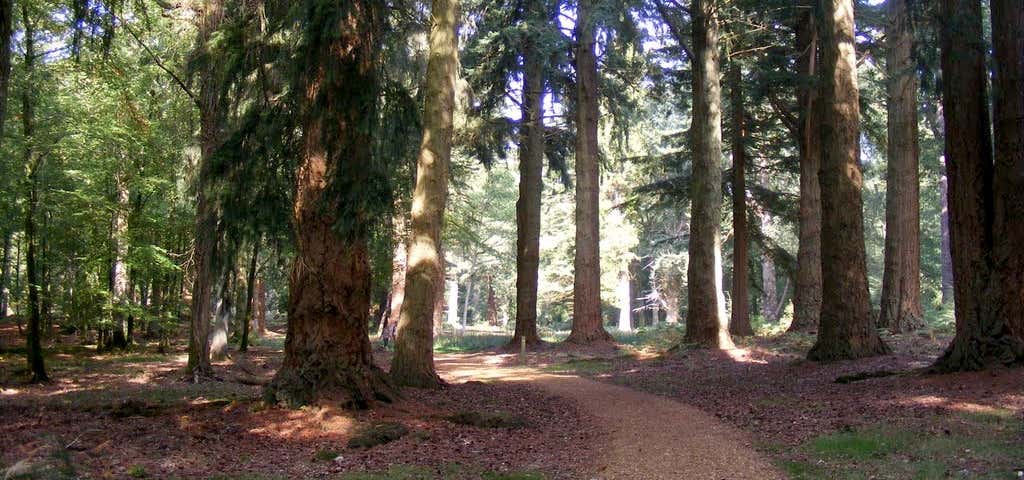 Photo of Tall Trees Trail
