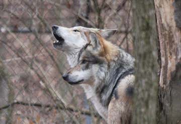 Photo of Endangered Wolf Center