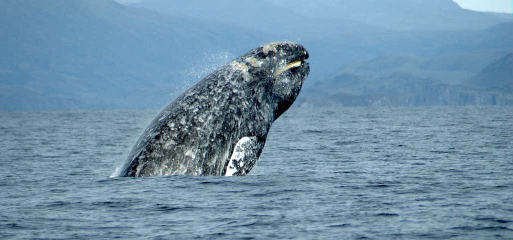 Photo of Whale Research Excursion