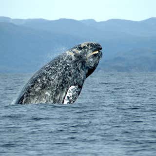 Whale Research Excursion
