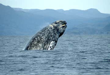 Photo of Whale Research Excursion