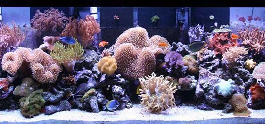 Photo of Aquacorals Reef Aquariums