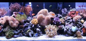 Aquacorals Reef Aquariums