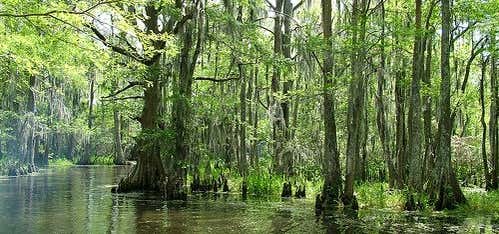 Photo of Abear's Swamp Shack