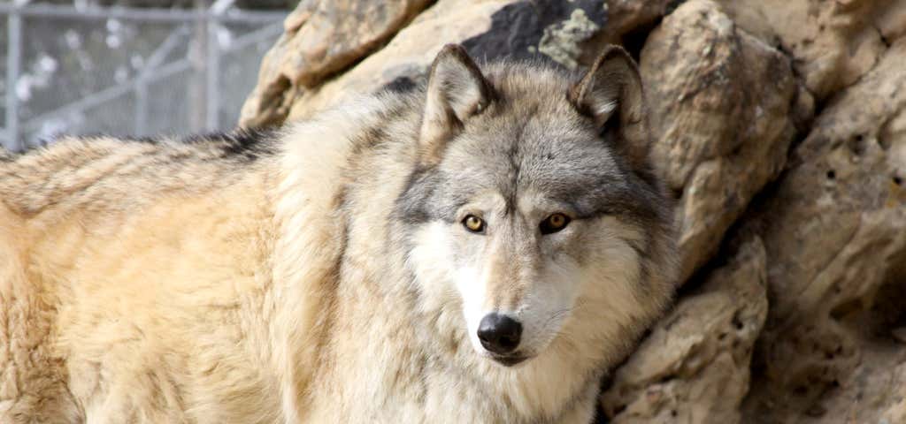 Photo of Wild Spirit Wolf Sanctuary