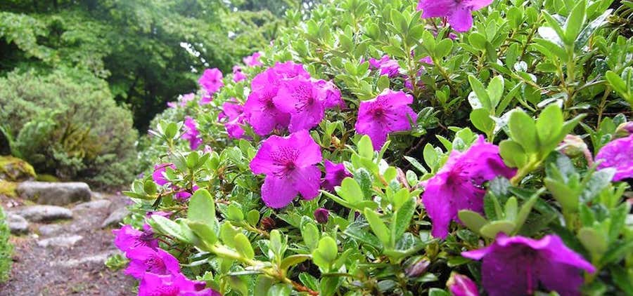 Photo of Rhododendron Species Botanical Garden