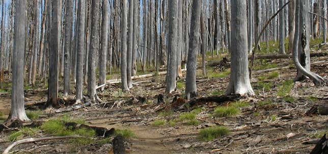 Photo of Pacific Crest National Scenic Trail (Forest Boundary to Grouse Gap)